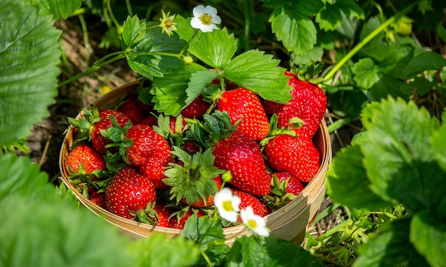 Truskawki W Koszu W Ogrodzie Przy Gospodarstwie. Natura. Selektywne Skupienie.