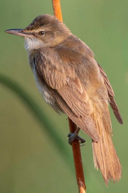 Trzciniak trzcinnikowy (Acrocephalus arundinaceus) Toledo, Hiszpania