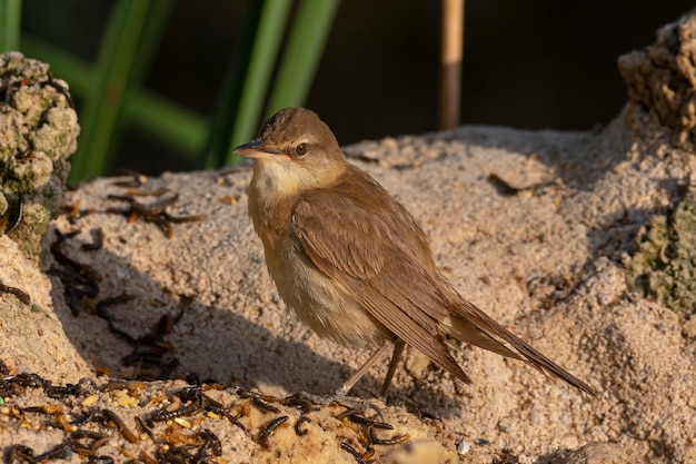 Trzciniak trzcinnikowy (Acrocephalus arundinaceus) Toledo, Hiszpania