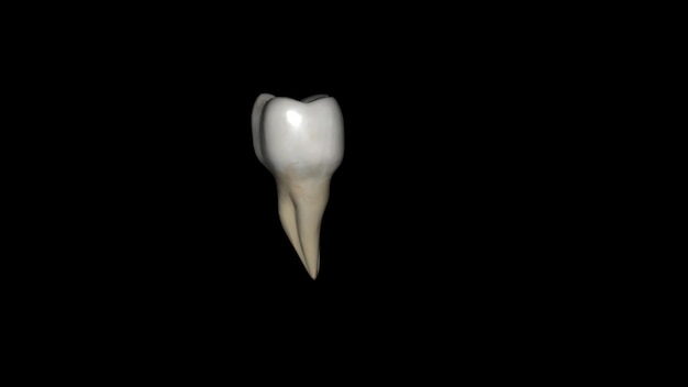 Zdjęcie trzeci ząb szczękowy jest również określany jako ząb mądrości