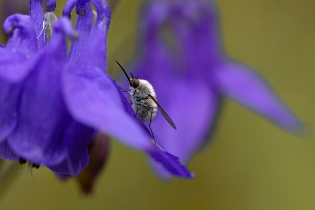 trzmiel mucha bombylyus major grzędy na kwiatku bzu orlik zwyczajny toksyczna roślina z liliowym i zielonym tłem poziome zdjęcie makro ze starannym składem natura flora i fauna kopia przestrzeń