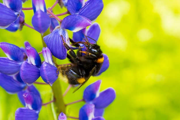 Trzmiel pracujący na kwiat łubinu Fotografia makro