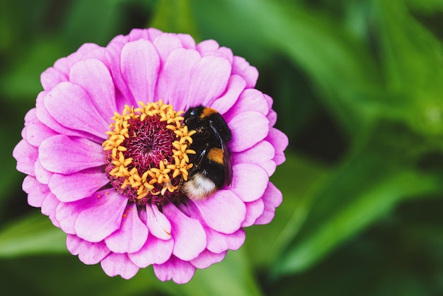 Trzmiel śpiący na różowym kwiatku cyni Bombus hortorum odpoczywający