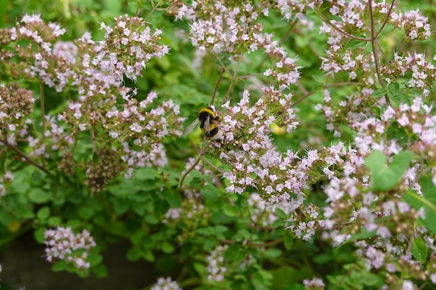 Trzmiel zapylający aromatyczne kwiaty ogrodowe Kwiat oregano z zapylaczem w przydomowym ogrodzie