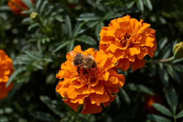 Trzmiel zbiera pyłek i nektar z kwiatów nagietka.