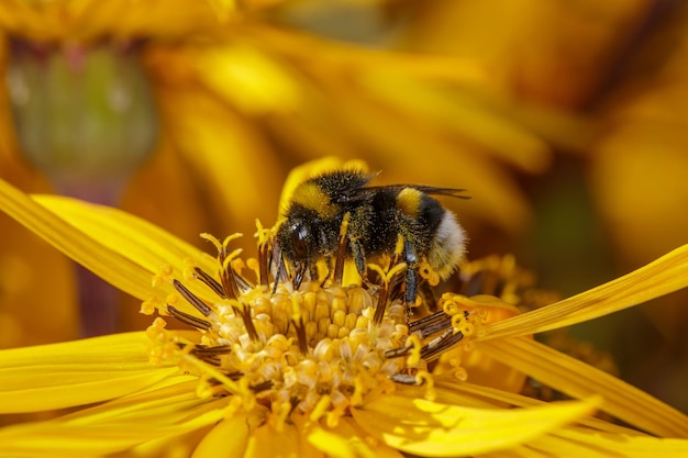 Trzmiel zbiera pyłek na żółtym kwiatku w słoneczny letni dzień Bombus siedzący na słoneczniku
