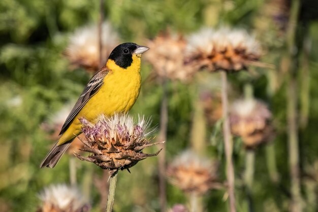 Trznadel czarnogłowy lub Emberiza melanocephala mały żółty ptak wróblowy witaj wiosnę