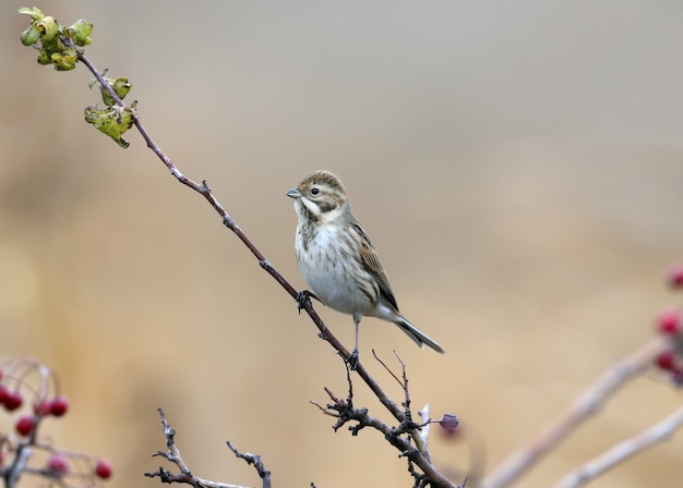 Trznadel (Emberiza schoeniclus) siedzi na gałęzi na rozmytym beżu