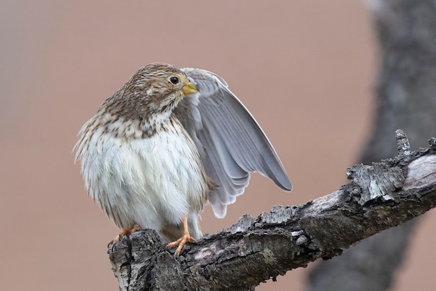 Zdjęcie trznadel kukurydziany emberiza calandra cordoba hiszpania