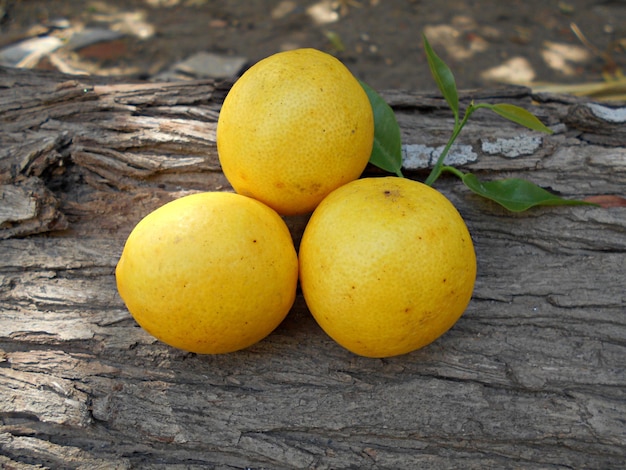 Zdjęcie trzy dojrzałe żółte cytryny na pniu drzewa w naturalnym tle