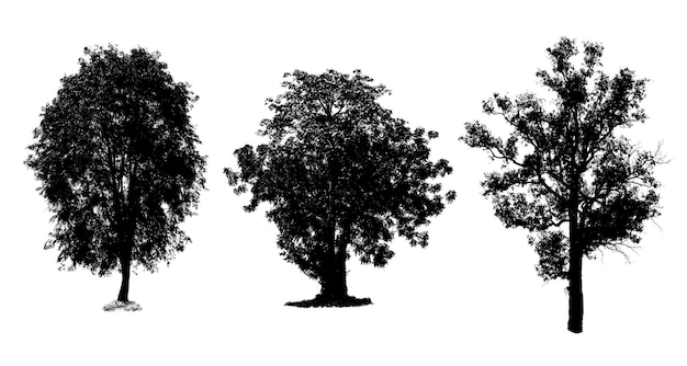 Trzy drzewa to najważniejsza rzecz na świecie Produkcja tlenu Kontrola temperatury Równowaga z naturą Na białym tle