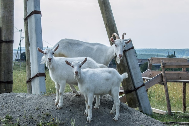 trzy duże białe kozy we wsi