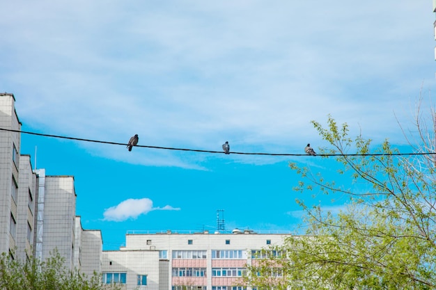 Trzy gołębie siedzące na kablu elektrycznym na dziedzińcu miasta