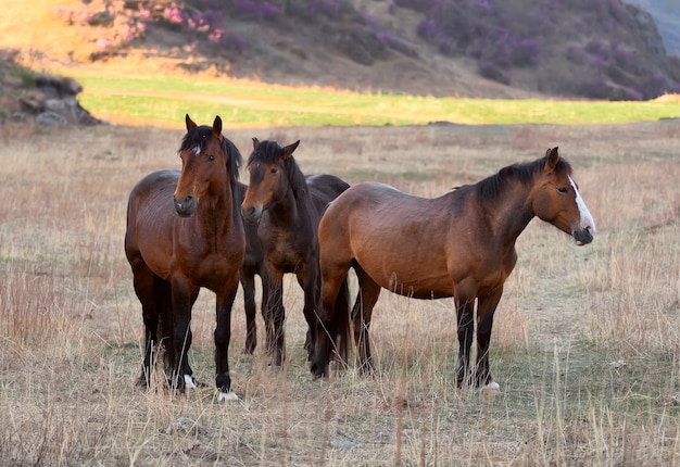 Trzy konie stoją na łące Piękne zwierzęta pośrodku suchej trawy