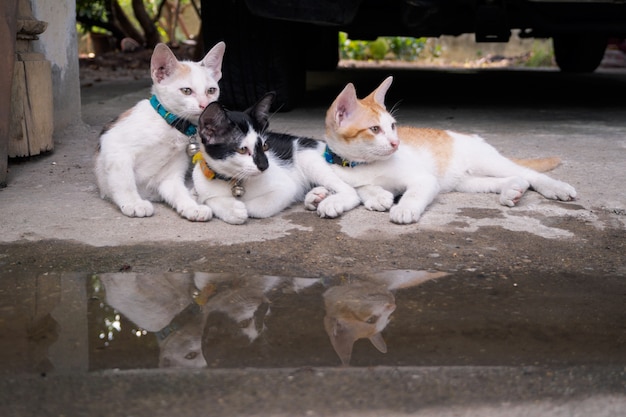 Trzy koty patrzy na coś.