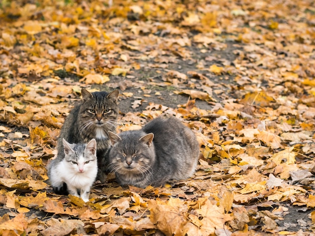 Trzy koty trzymają się ciepło w jesiennym parku.