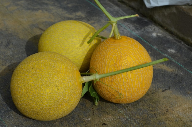 Zdjęcie trzy królowe melony aromatyczne, które zostały zebrane