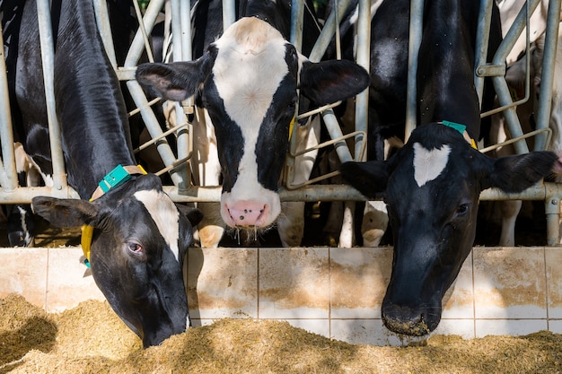 Trzy krowy jedzące siano w oborze na farmie mlecznej