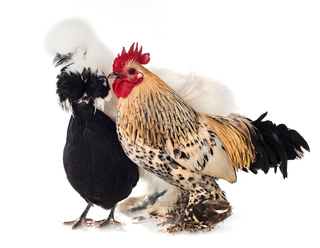 trzy kurczaka w studio