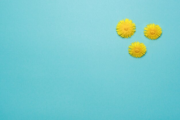 Trzy kwitnące żółte wycięcie głowy mniszka lekarskiego na niebieskim tle