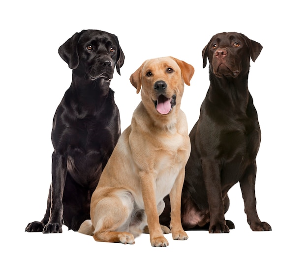 Trzy labrador siedzi na białym tle