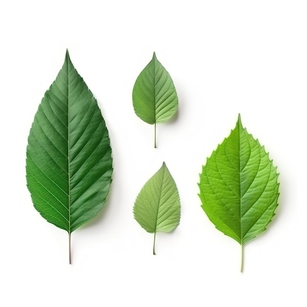 Trzy liście na białym tle, z których jeden jest zielony, a drugi zielony.