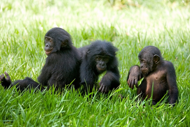 Trzy małe bonobo bawią się ze sobą. Demokratyczna Republika Konga. Park Narodowy Lola Ya Bonobo