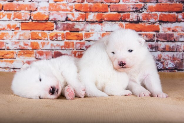 Trzy małe dwutygodniowe śliczne szczenięta rasy Samoyed