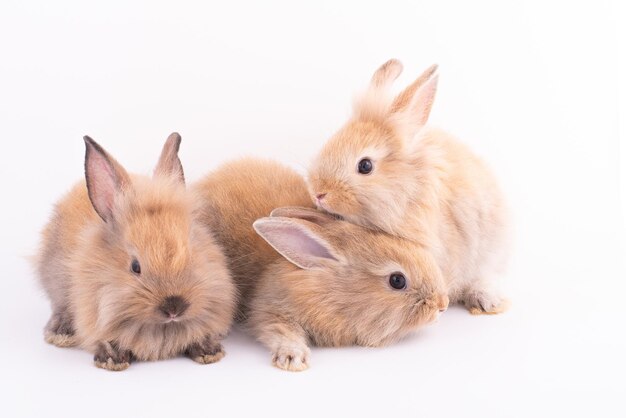 Trzy małe króliki na białym tle