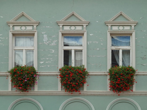 Trzy okna z kwiatami na zielonej ścianie