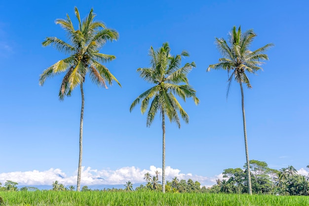 Trzy palmy kokosowe na zielonych tarasach ryżowych w pobliżu Ubud na wyspie Bali, Indonezja