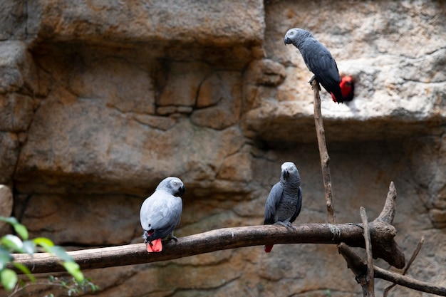 Zdjęcie trzy papugi jaco szare papugi