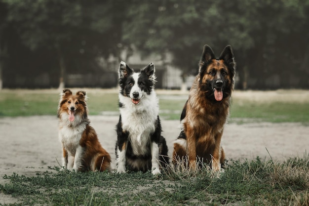 Trzy Psy Siedzące Razem Na Zewnątrz Owczarek Niemiecki Sheltie I Psy Rasy Border Collie