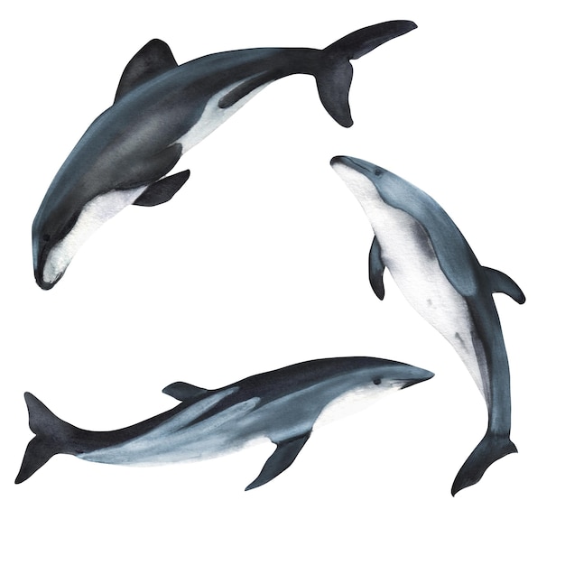 Trzy ręcznie rysowane delfiny akwarela