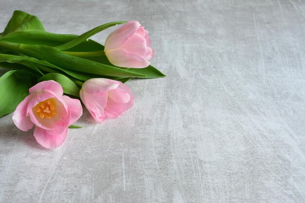 Trzy różowe tulipany na szarym tle kopiowania przestrzeni kartki z pozdrowieniami