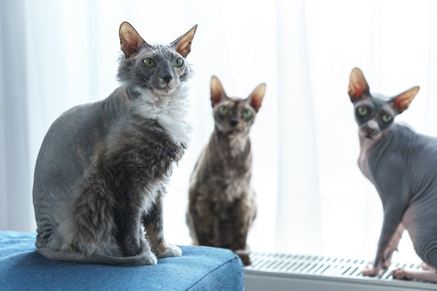 Trzy Urocze I Inteligentne Koty Sfinksy W Domu