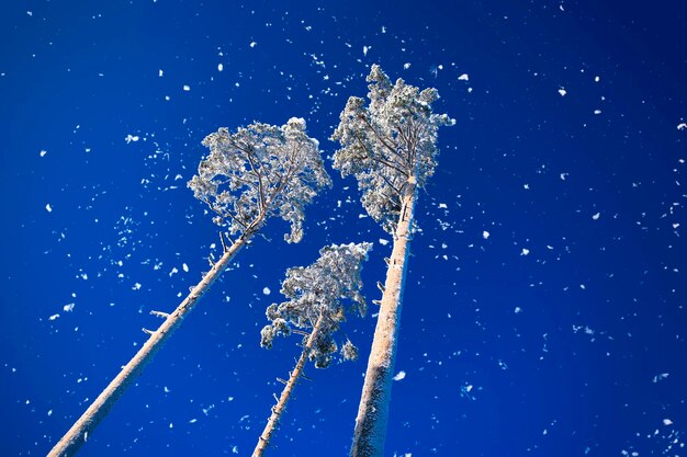 Zdjęcie trzy wysokie mrożone sosny w śniegu na błękitnym, jasnym niebie jako tło w mroźny słoneczny dzień. kolor roku.