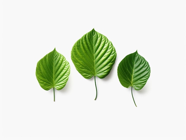 Trzy zielone liście są ułożone na białej powierzchni generatywnej ai