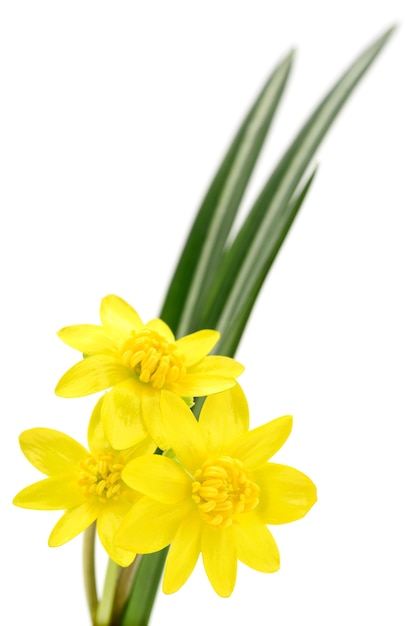 Zdjęcie trzy żółte kwiaty na białym tle