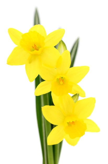 Trzy żółte kwiaty narcyzów na białym tle