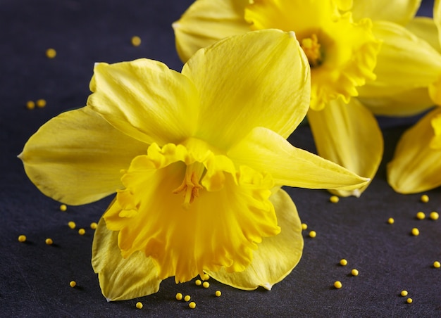 Zdjęcie trzy żółte narcyzów na ciemnym tle. tło wiosna kwiaty i żółte kropki.