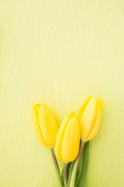Trzy żółtej tulipanu zieleni malującego tła