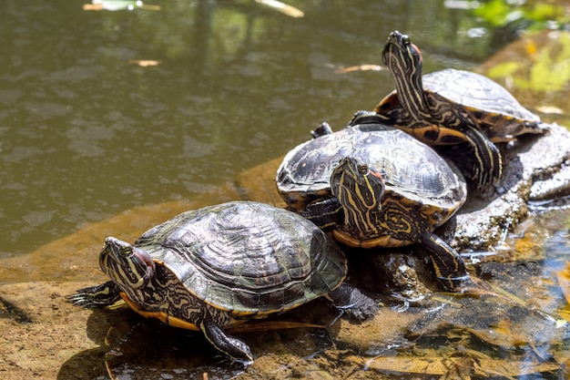 Trzy żółwie Podwodne Trachemys Scripta Leżą Na Brzegu W Pobliżu Wody