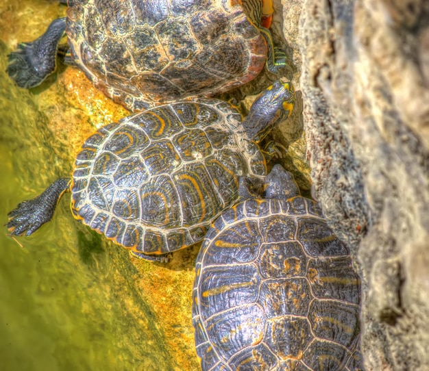 Trzy żółwie w stawie w hdr