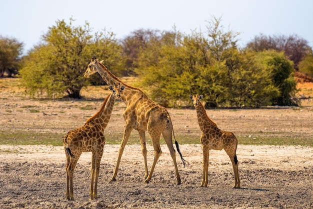 Trzy żyrafy patrzą w kamerę w Parku Narodowym Etosha