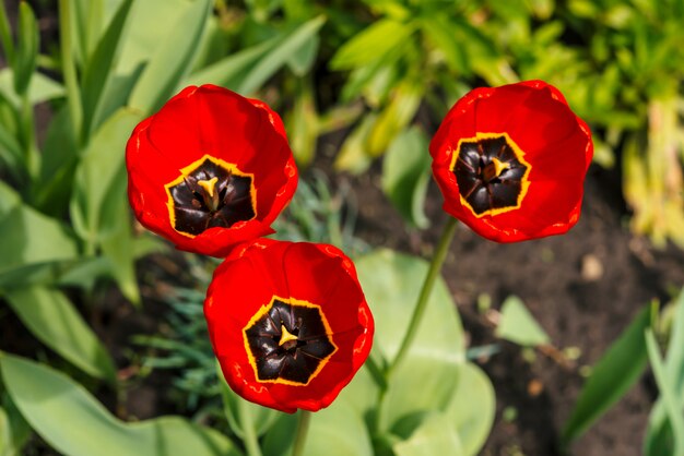 Trzy żywy Otwarty Czerwony Tulipan W Makro.