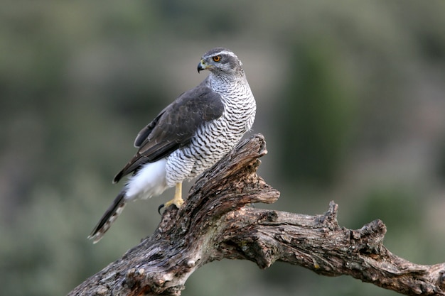 Trzyletni samiec jastrzębia północnego Accipiter gentilis