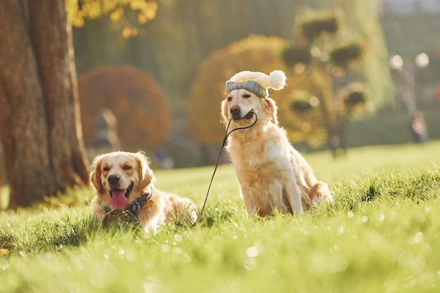 Trzyma obrożę w pysku Dwa piękne psy rasy Golden Retriever spacerują razem po parku