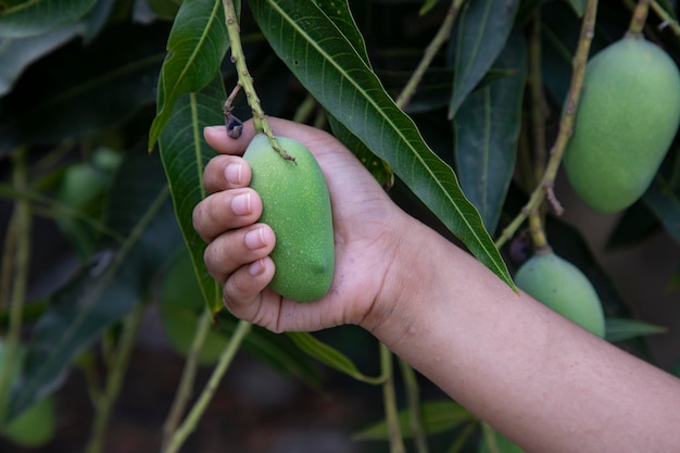 Trzymając surowe zielone mango w wiszącej gałęzi drzewa