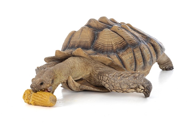 Trzynastoletni samiec żółwia prążkowanego lub Sulcata, który je kukurydzę na białym tle